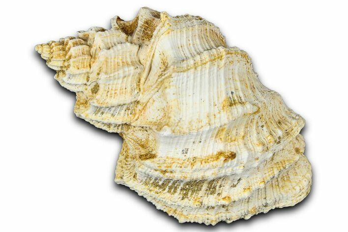 Miocene Fossil Nutmeg Snail (Trigonostoma) Shell - France #365482